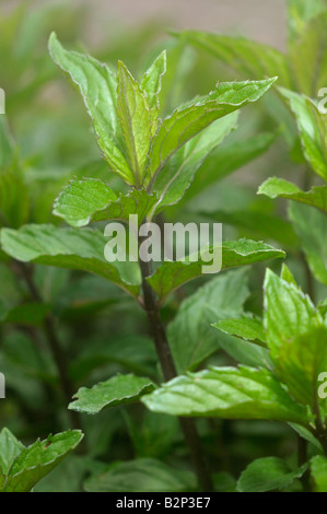 La menthe poivrée (Mentha x piperita), variété : Mitcham, feuilles Banque D'Images