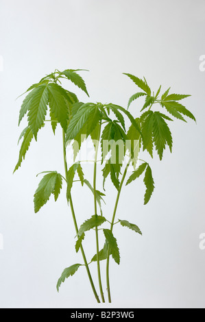 Le Cannabis, le chanvre (Cannabis sativa), les tiges des jeunes plants Banque D'Images