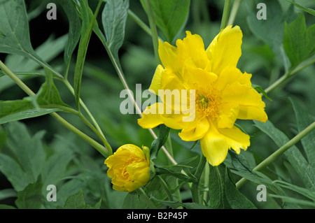 Ludlows pivoine arbustive, pivoine (Paeonia ludlowii tibétain, Paeonia lutea var. ludlowii), les fleurs Banque D'Images