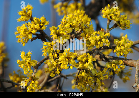 Cherry en cornaline (Cornus mas) Kasanlaker, la floraison des brindilles Banque D'Images