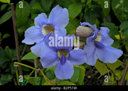 Vigne trompette bleu Thunbergia laurifolia laurel Réveil floraison de la vigne Banque D'Images