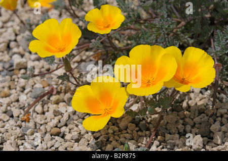 Pavot de Californie (Eschscholzia californica), la floraison Banque D'Images