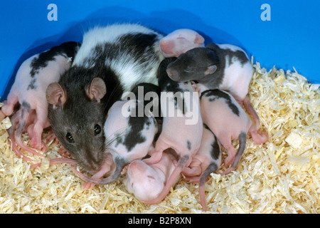 Rat domestique, animal (rat Rattus norwegicus domesticus), mère de dix jours, les jeunes Banque D'Images