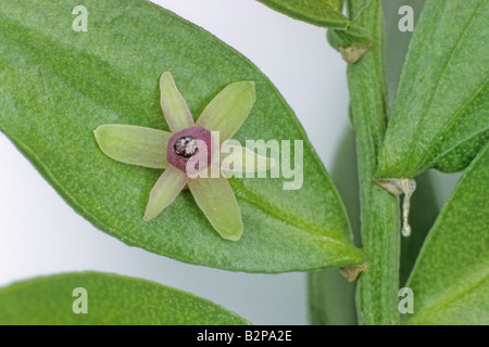 Les bouchers Broom (Ruscus aculeatus), feuilles et fleurs Banque D'Images