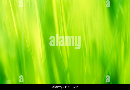 Close up of lush rétro-éclairé vert printemps feuilles de roseau commun Phragmites australis ou Banque D'Images