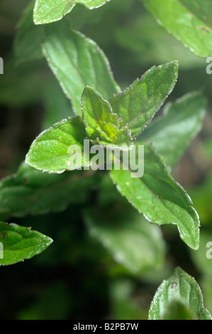 La menthe poivrée (Mentha x piperita), variété : Mitcham, feuilles Banque D'Images