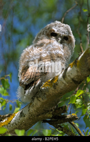 Tawny Owl (Strix Aluco enr), perché sur la branche Banque D'Images