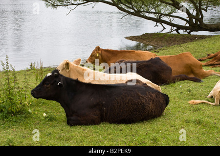 Bœufs de repos au bord du lac à Harrold Pays Odell Park Bedfordshire Banque D'Images