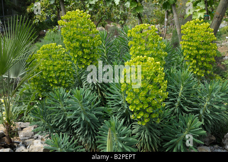 Grande Euphorbe méditerranéenne (Euphorbia characias), la floraison Banque D'Images