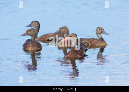 Black bellied whistling duck duck Dendrocygna autumnalis arbre Banque D'Images