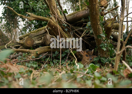 Muntjac bébé se cachant dans des tas de bois de jardin Banque D'Images