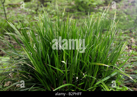 Bois (Carex sylvatica) Banque D'Images