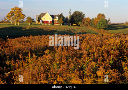 Ferme, comté de Kings, Île-du-Prince-Édouard Canada Banque D'Images