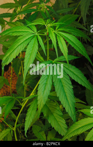 Le Cannabis, le chanvre (Cannabis sativa), les tiges de young plant Banque D'Images