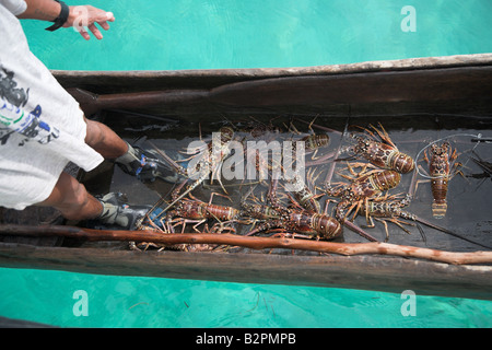 Le kuna (cuna) tribu indienne homards frais de vente pour quelques dollars dans les îles San Blas du au large de la côte du Panama. Banque D'Images