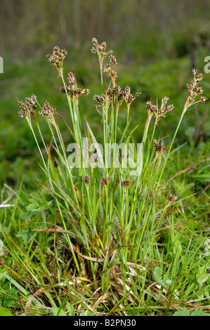 Sharp-flowered (Juncus acutiflorus), la floraison Banque D'Images