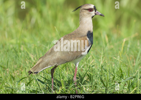 Le sud de sociable Vanellus chilensis Banque D'Images