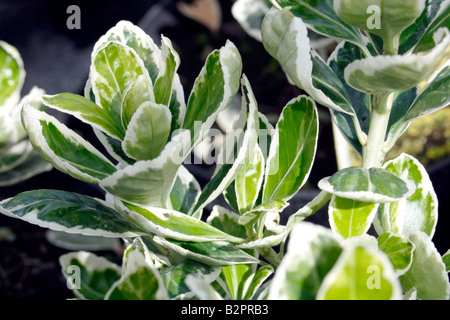 Feuillage de l'arbre de fusée, Euonymus. Un arbuste polyvalent. Banque D'Images