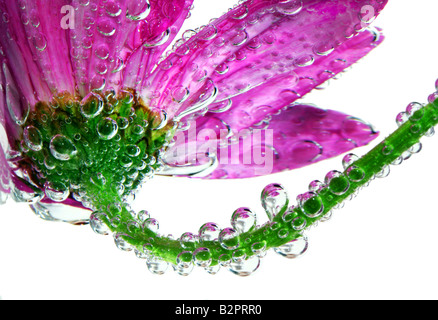 Stock photo d'un gerbera rose daisy couvert de belles bulles ou gouttelettes réfléchissant Banque D'Images