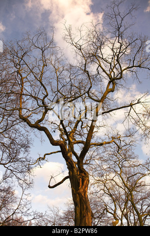 Le grand ressort arbre sans feuilles avec des fleurs et des reins sur un fond de ciel bleu et nuages le Banque D'Images
