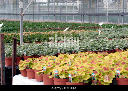 Géraniums cultivés en serre à une pépinière au Royaume-Uni Banque D'Images