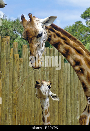 La mère et l'enfant Les Girafes du Zoo de Taronga Sydney New South Wales Australie Banque D'Images