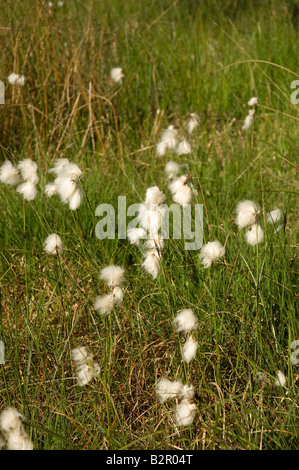 Herbe de coton commune poussant dans la tourbière de marais en été Yorkshire Angleterre Royaume-Uni Grande-Bretagne Banque D'Images