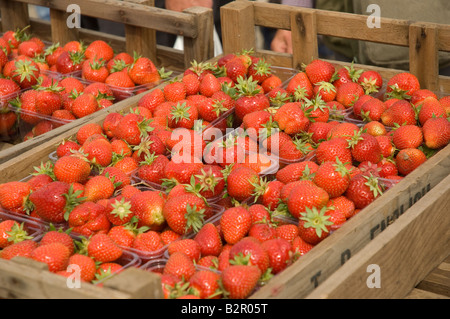 Gros plan de punnets punnet de fraises fraîches anglaises gros plan North Yorkshire Angleterre Royaume-Uni Grande-Bretagne Banque D'Images