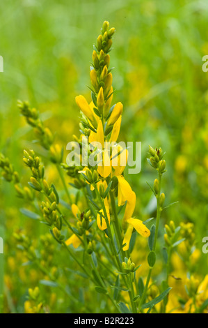 Dyer's Greenweed ou Genista tinctoria Greenwood dans bush flower Miller's Dale Derbyshire UK Europe Juillet Banque D'Images