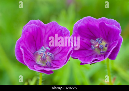 Géranium sanguin (Geranium sanguineum) fleurs Miller's Dale Derbyshire UK Europe Juillet Banque D'Images