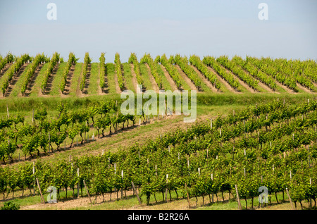 Vignoble de Monbazillac, Dordogne, South West France Banque D'Images