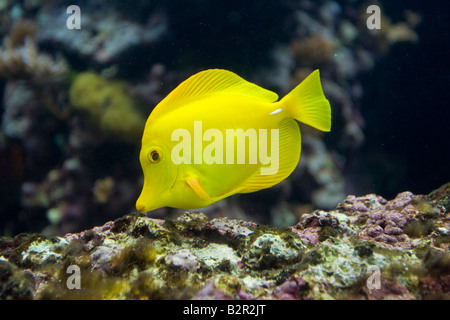 Ou naughty jaune Zebrasoma flavescens tang Océanopolis Brest France Banque D'Images