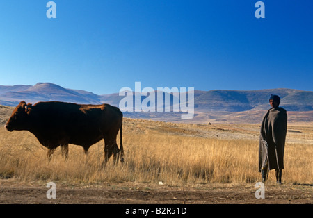 L'homme enveloppé dans une couverture basotho dans les Prairies avec sa vache, portrait, Lesotho, Afrique Banque D'Images