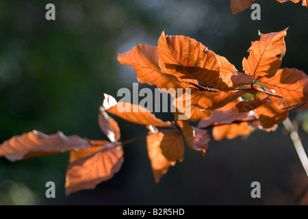 Feuilles de hêtre à l'automne sur un fond sombre Banque D'Images