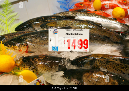 Le saumon de l'Atlantique pour la vente au marché aux poissons de Sydney Banque D'Images