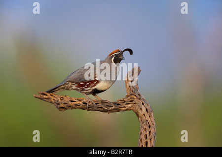 La caille de Gambel Callipepla gambellii Amado Arizona USA Banque D'Images