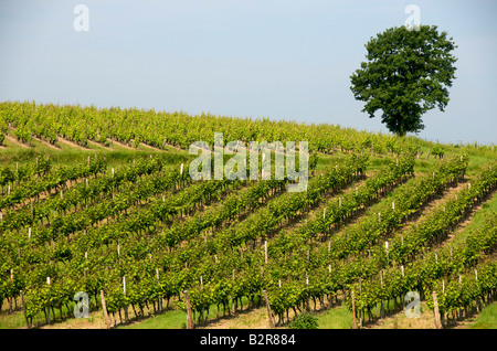 Vignoble de Monbazillac. Dordogne. South West France Banque D'Images