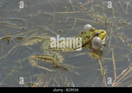 Grenouille des marais Rana ridibunda Elmley Royaume-Uni Banque D'Images