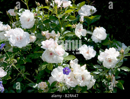 Rosa 'Jacqueline du Pré' Haranna Banque D'Images