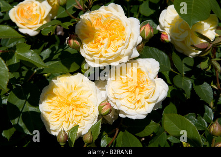 Rosa 'Ausbaker' Georgina Teasing Banque D'Images