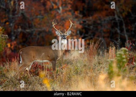 Le cerf de Virginie Odocoileus virginiannus Burneyville California USA Banque D'Images