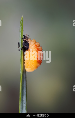 Coccinelle arlequin Harmonia axyridis larves sur Potton Pin Bedfordshire Banque D'Images