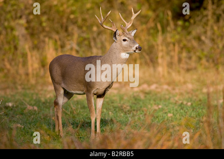 Le cerf de Virginie Odocoileus virginiannus Burneyville California USA Banque D'Images