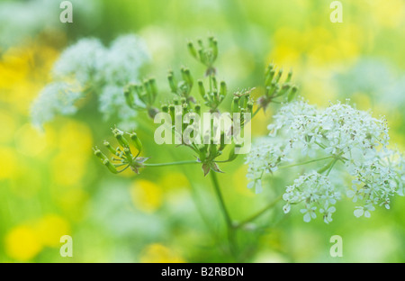 Branches de persil de vache flowerhead certains avec quelques pétales blancs vert seedheads révélant avec renoncules jaunes derrière Banque D'Images