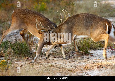 Le cerf de Virginie Odocoileus virginiannus Burneyville California USA Banque D'Images