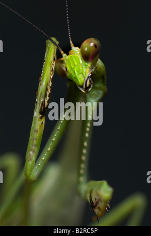 Praying Mantis FamilyMantidae Costa Rica Banque D'Images