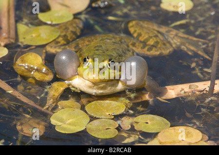 Grenouille des marais Rana ridibunda Stodmarsh United Kingdom Banque D'Images