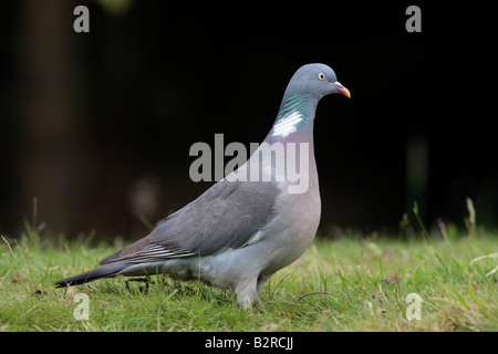 Pigeon ramier Columba palumbus debout à Potton alerte Bedfordshire Banque D'Images