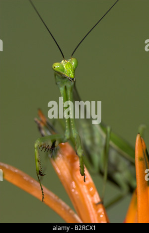 Praying Mantis FamilyMantidae Costa Rica Banque D'Images