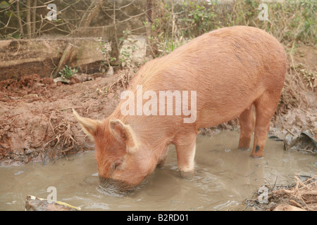 Pig se vautrer dans la boue la province de Pinar del Río Viñales Cuba Amérique Latine Banque D'Images